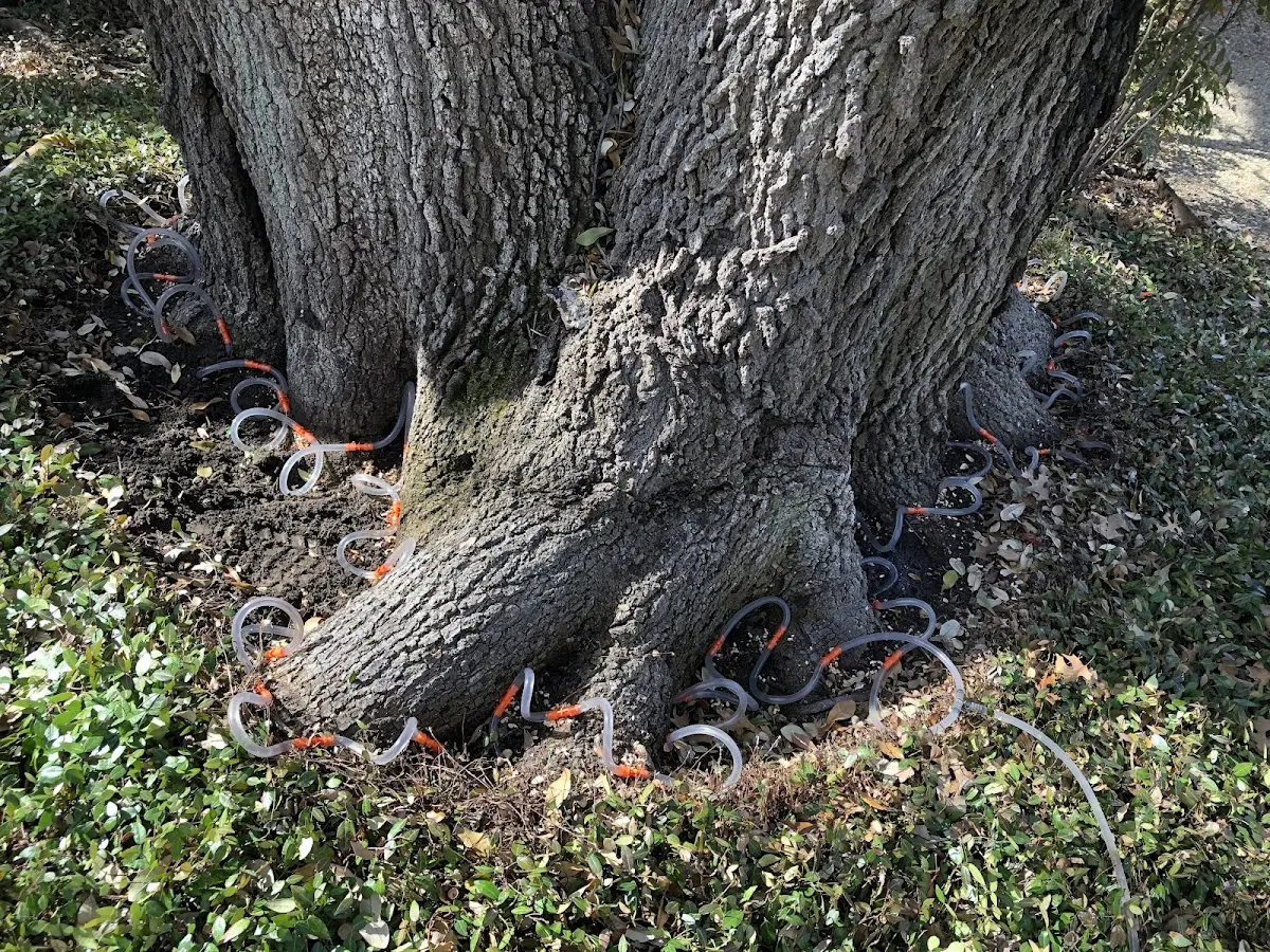 Detailed Tree Cabling and Bracing job site in Ericson