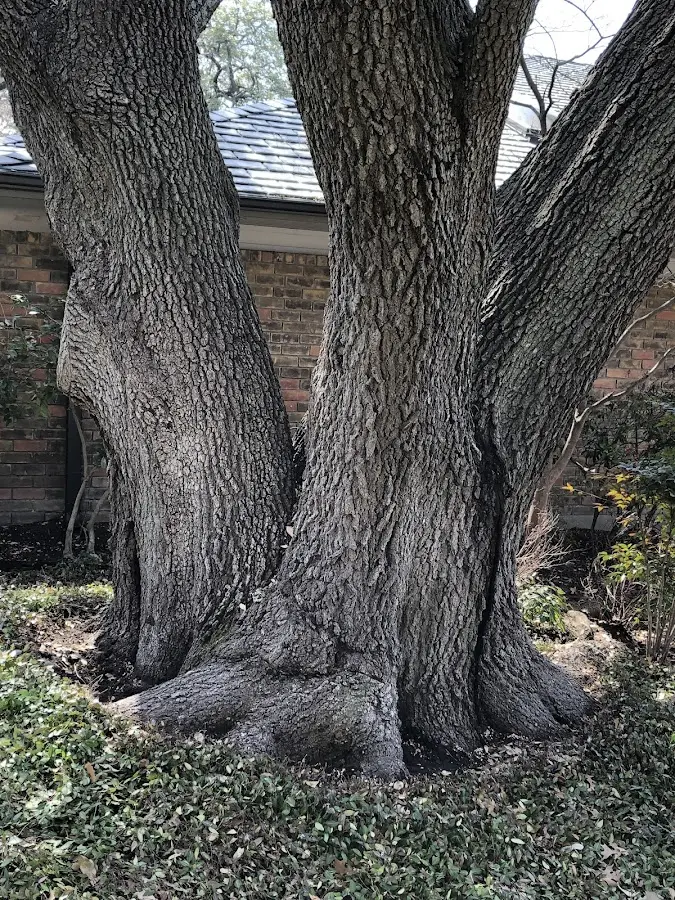 Mature heritage tree close to a Ericson property cared for by certified arborists